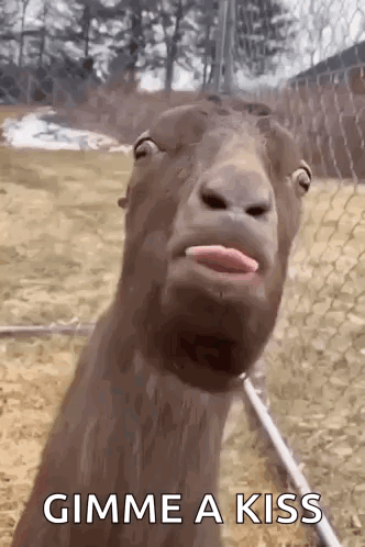 Donkey Blirt GIF