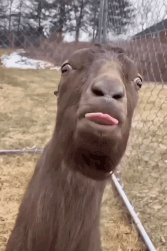 Donkey Blirt GIF