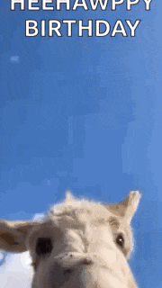 Donkey Huh GIF