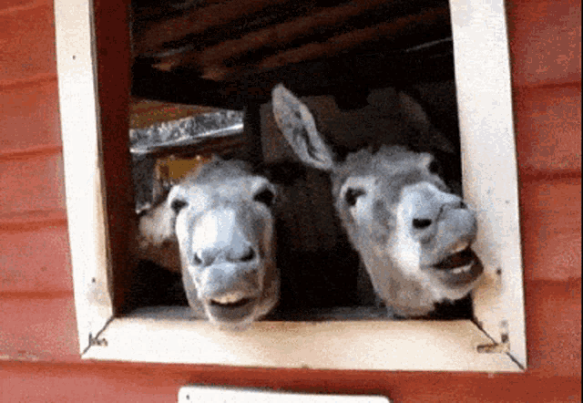 Donkey Hungry GIF