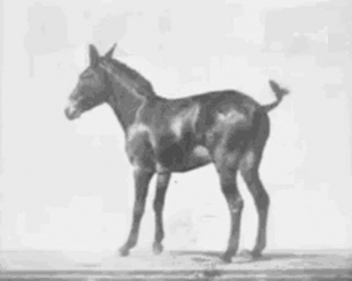 Donkey Old Film GIF. This 498 x 398 animated GIF is part of our horse kick collection. Related themes include donkey, kick. Created by GustavoVarela. View…