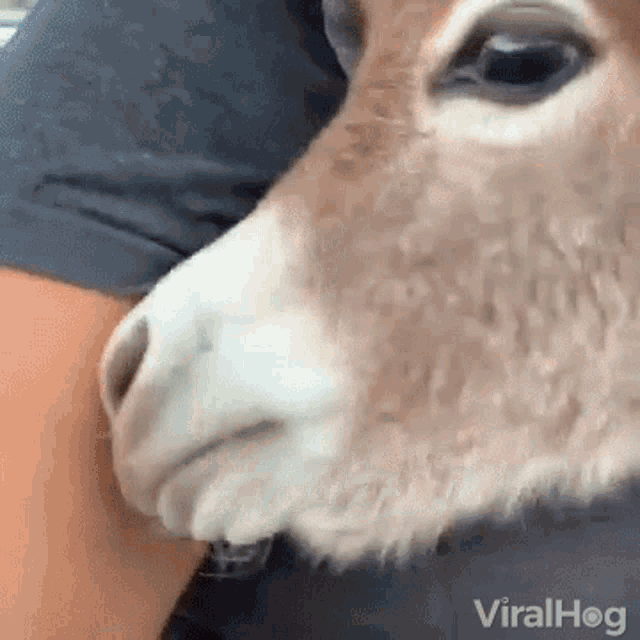 Donkey Pet GIF