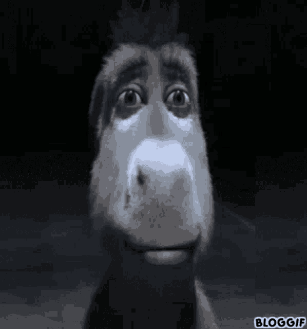 Donkey Stare GIF