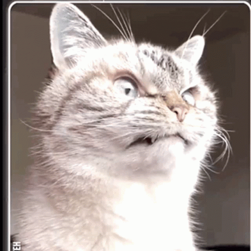 Dont Dont Talk To Me GIF. This 498 x 498 animated GIF is part of our stink eye collection. Related themes include cat, eye twitch. Created by Amanda327…