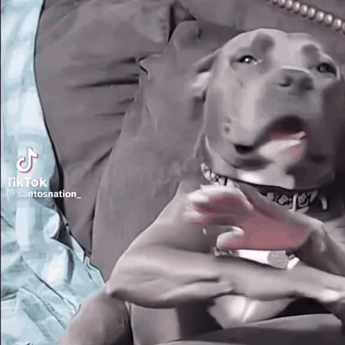 Don'T Grab Me Ai Dog GIF