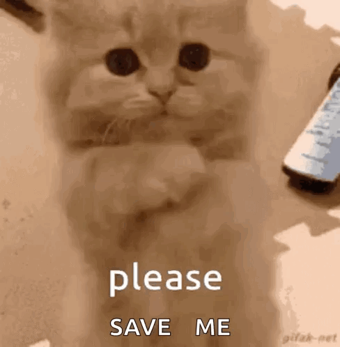 Don’t Make Me Beg GIF