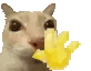 Dose Dosecat Sticker