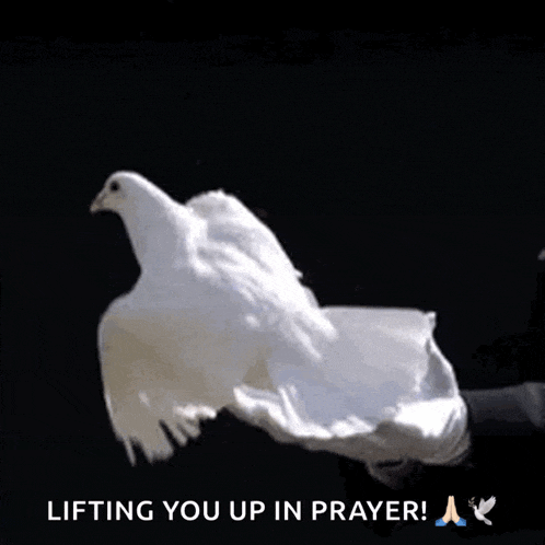 Dove Freedom GIF