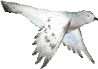 Dove Sticker