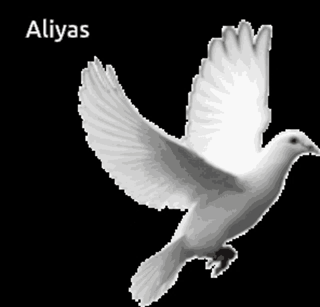 Dove GIF