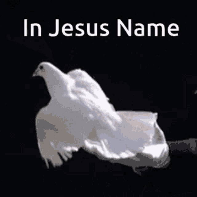 Dove GIF