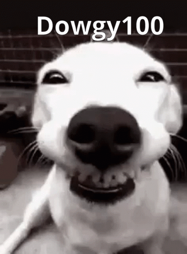 Dowgy100 Dowgy Dog GIF