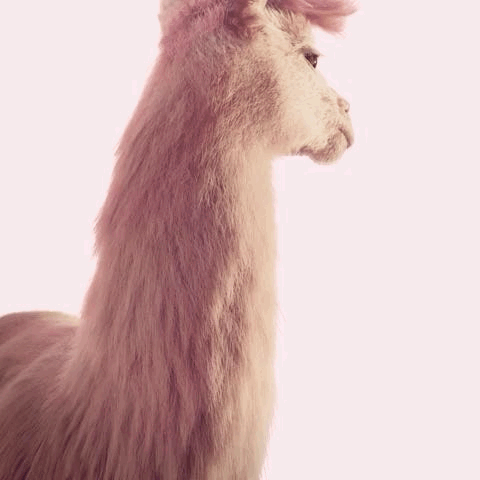 Drama Llama GIF. This 480 x 480 animated GIF is part of our fortnite lama collection. Created by KatrionaM. View the original animation, share it, or browse…