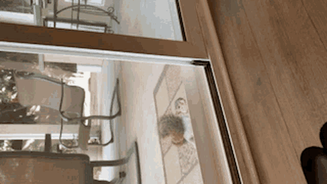 Drapercat Getoffmylawn GIF