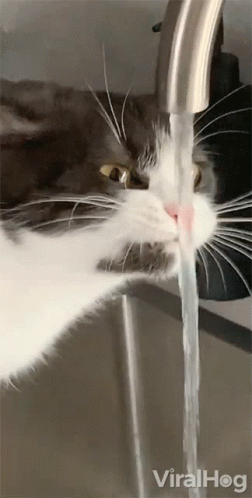 Drinking Water Viralhog GIF. This 252 x 498 animated GIF is part of our moving water collection. Related themes include cat. Created by ViralHog. View the…