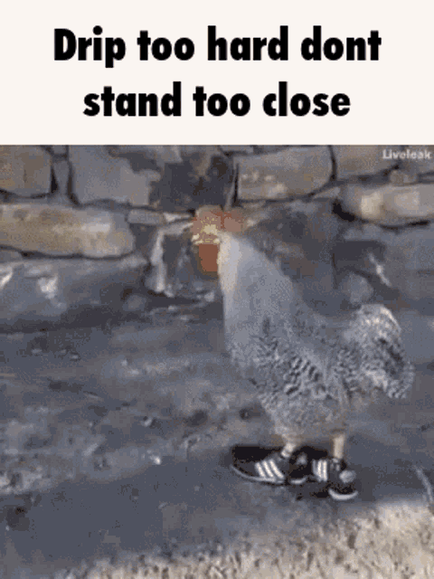 Dripping Cock Chicken Drip GIF