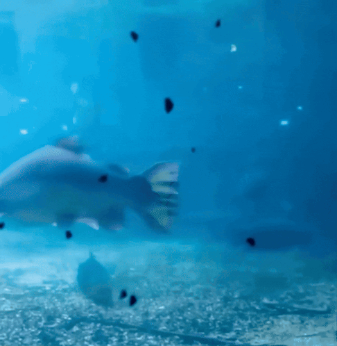 Drive By Swimming GIF
