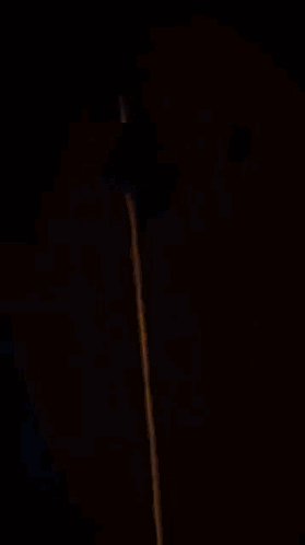 Drunk Cat Passed Out GIF