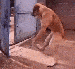 Drunk Dog Ai GIF