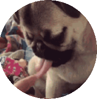 Drunk Pug Sticker