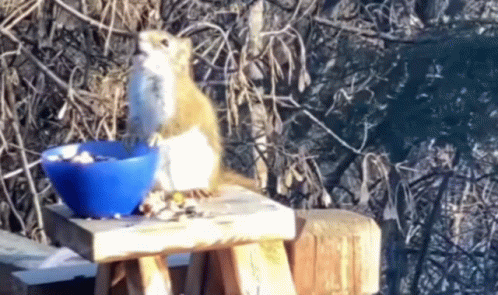 Drunk Squirrel Drunk GIF
