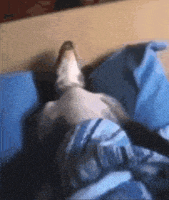 Dsad GIF