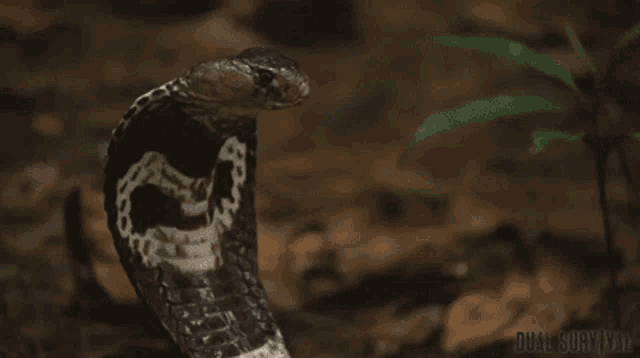 Dual Survival Cobra GIF