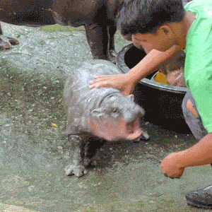 Duaraidee Hippo GIF