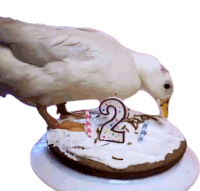 Duck Cake Sticker