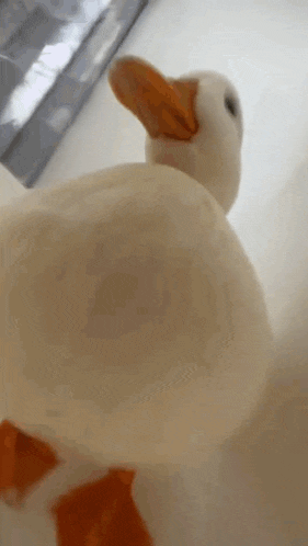 Duck Call Duck GIF
