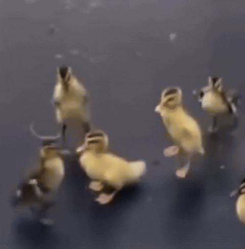 Duck Dance Ducky GIF