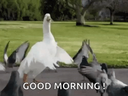 Duck Dancing GIF. This 498 x 372 animated GIF is part of our funny pigeon collection. Related themes include dancing, duck, good morning. Created by…