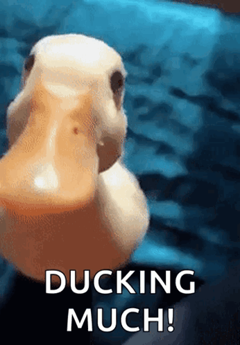 Duck Ducking GIF