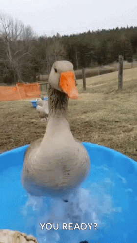 Duck Ducking GIF