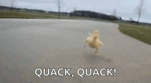 Duck Quack GIF