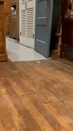 Duck Running Back GIF