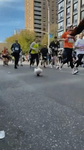 Duck Running Duck Shoes Duck Duck Duck Duck Duck GIF