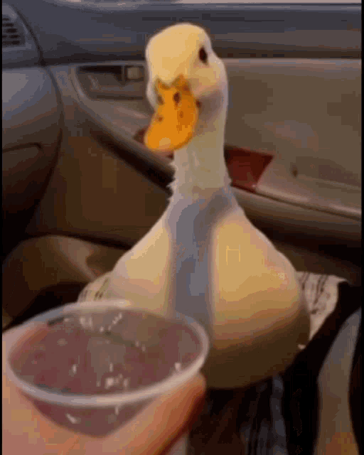 Duck Water GIF