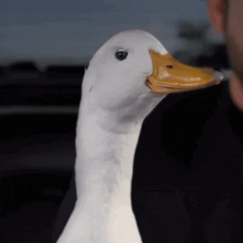 Duck What Was That GIF
