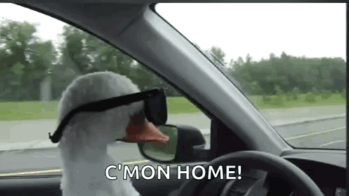 Duck With GIF