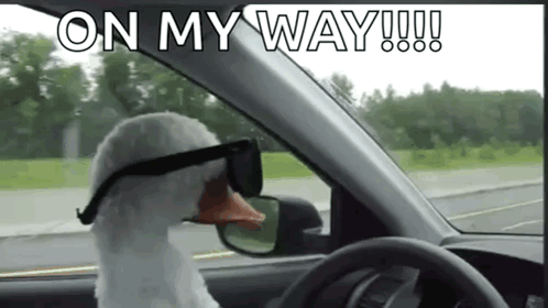 Duck With GIF