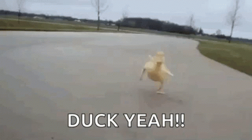 Duck Yeah GIF