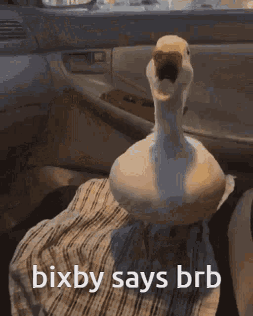 Duck GIF