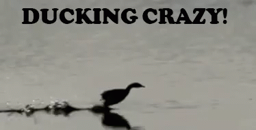 Ducking Crazy - Ducking GIF