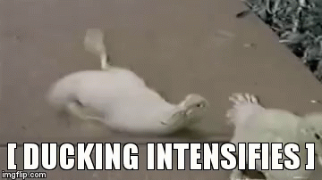 Ducking Intensifies - Ducking GIF