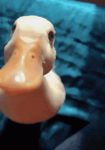 Ducking GIF
