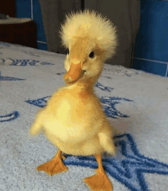 Ducks Funny Ducks Meme