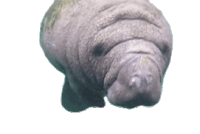 Dugong Mammal Sticker