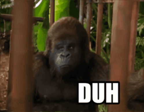 Duh Gorilla GIF