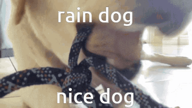Dumping Dog Among Us GIF